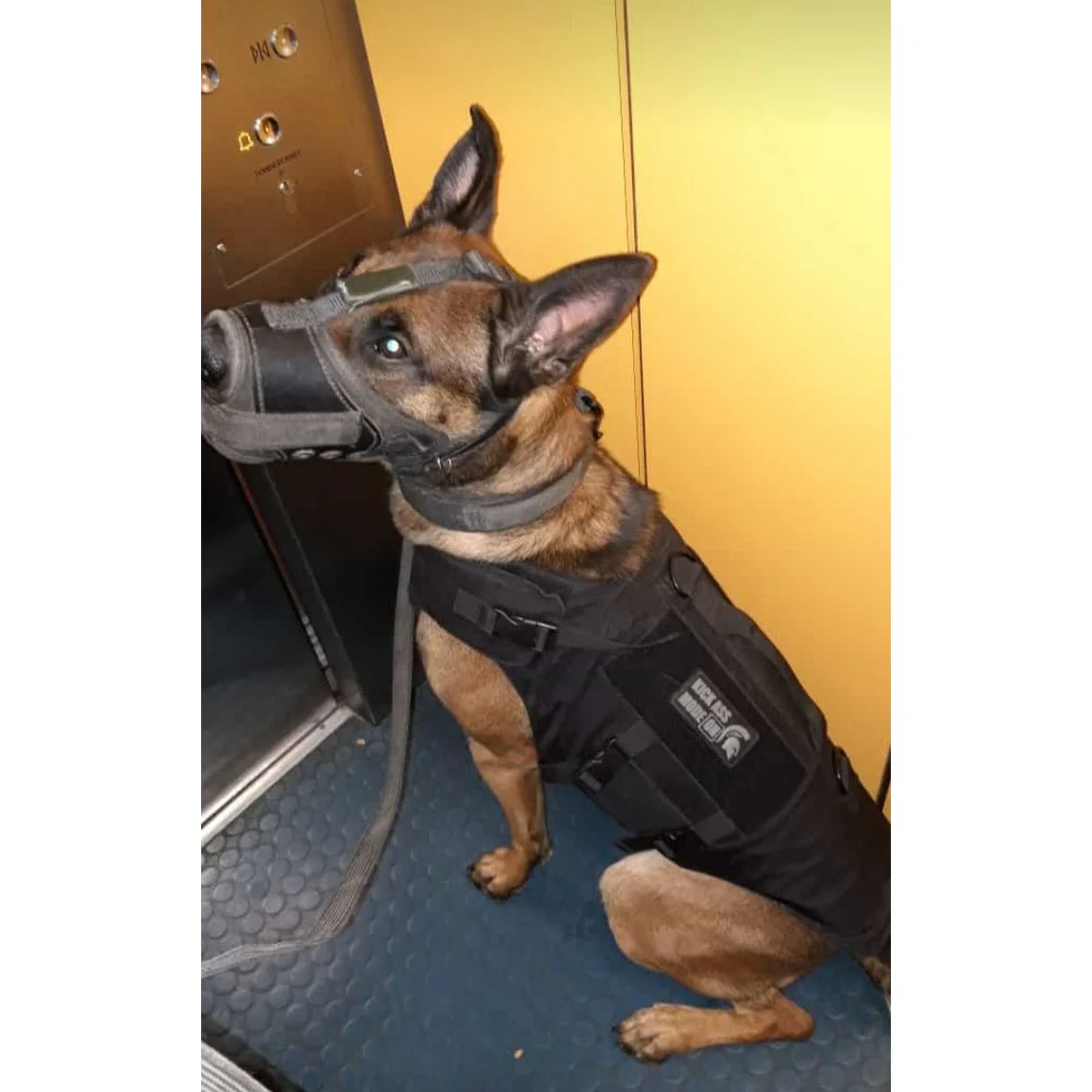 CEST Schutzweste für Hunde ballistisch SK1 mit Stichschutz - Image 7